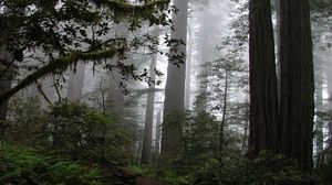 California Redwoods.jpg